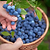 Bluecrop Blueberry | Vego Garden