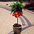 Bonanza Patio Peach | Vego Garden