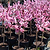 Bonfire Patio Peach | Vego Garden