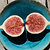 Brown Turkey Fig