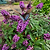 Blueberry Pie® Butterfly Bush