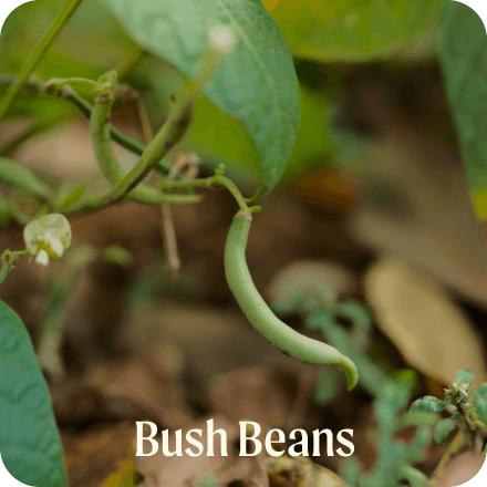 Bush Beans