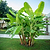 Cold Hardy Banana Tree | Vego Garden