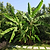 Cold Hardy Banana Tree | Vego Garden