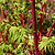 Coral Bark Japanese Maple Tree | Vego Garden