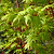 Coral Bark Japanese Maple Tree | Vego Garden