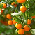 California Honey Mandarin Tree | Vego Garden