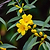 Carolina Jasmine