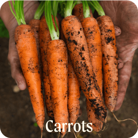 Carrots