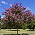Catawba Crape Myrtle | Vego Garden