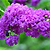 Catawba Crape Myrtle | Vego Garden