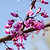 Flame Thrower® Redbud Tree | Vego Garden