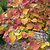 Flame Thrower® Redbud Tree | Vego Garden