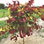 Flame Thrower® Redbud Tree | Vego Garden