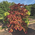 Flame Thrower® Redbud Tree | Vego Garden