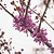 Garden Gems® Amethyst Redbud | Vego Garden