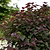 Garden Gems® Amethyst Redbud | Vego Garden