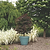 Garden Gems® Amethyst Redbud | Vego Garden