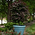 Garden Gems® Amethyst Redbud | Vego Garden