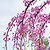 Golden Falls® Redbud Tree | Vego Garden