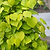 Golden Falls® Redbud Tree | Vego Garden