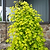 Golden Falls® Redbud Tree | Vego Garden