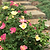 The Champion™ Sunblush Rose | Vego Garden