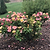 The Champion™ Sunblush Rose | Vego Garden
