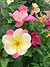 The Champion™ Sunblush Rose | Vego Garden