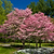 Cherokee Brave Pink Dogwood | Vego Garden