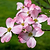 Cherokee Brave Pink Dogwood | Vego Garden