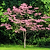 Cherokee Brave Pink Dogwood | Vego Garden