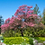 Cherokee Chief Pink Dogwood | Vego Garden