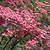 Cherokee Chief Pink Dogwood | Vego Garden
