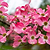 Cherokee Chief Pink Dogwood | Vego Garden