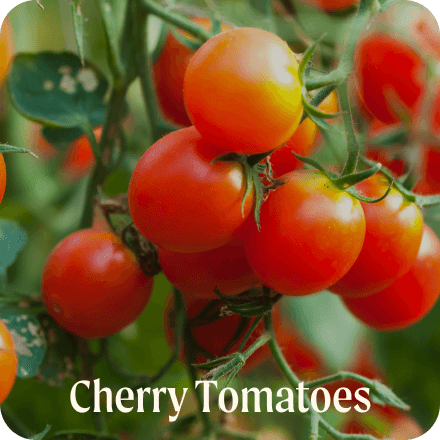 Cherry Tomatoes