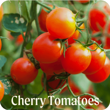 Cherry Tomatoes