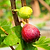 Chicago Hardy Fig Tree | Vego Garden