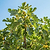 Chicago Hardy Fig Tree | Vego Garden