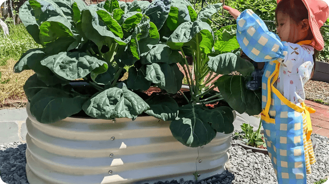 Vego garden beds