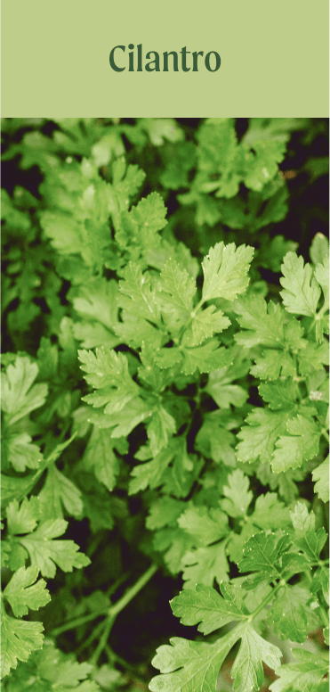 Cilantro