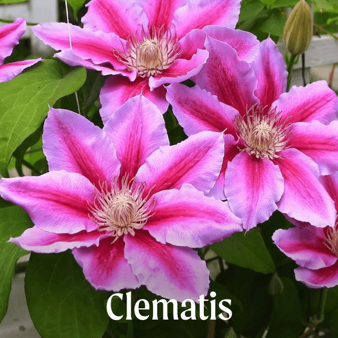 Clematis