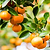 Clementine Mandarin Tree | Vego Garden