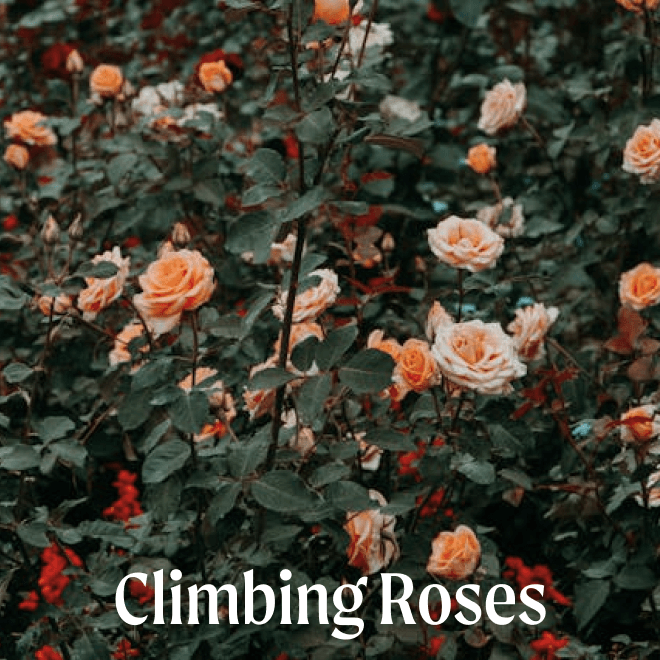 Climbing Roses