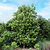 Cold Hardy Avocado Tree | Vego Garden