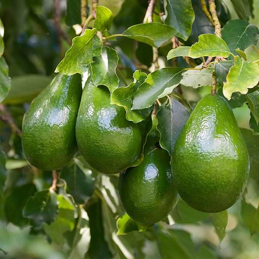 Cold Hardy Avocado Tree | Vego Garden