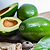 Cold Hardy Avocado Tree | Vego Garden
