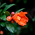 Cold Hardy Red Pomegranate | Vego Garden