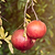 Cold Hardy Red Pomegranate | Vego Garden