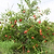 Cold Hardy Red Pomegranate | Vego Garden
